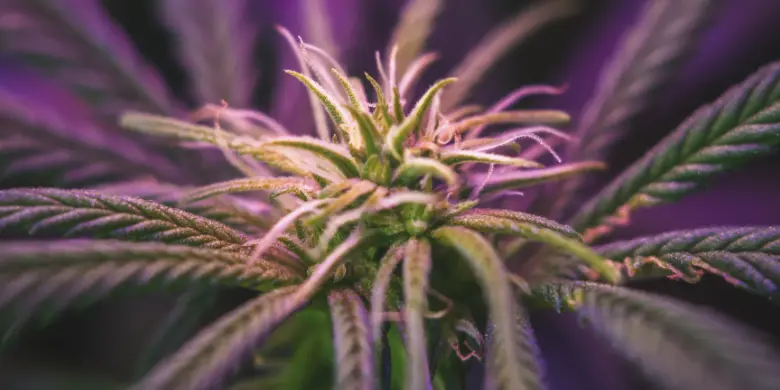 CBD e a Diabetes