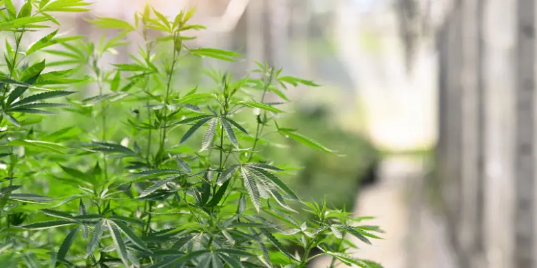 Leia mais sobre o artigo Conheça o trabalho da Santa Cannabis em Santa Catarina
