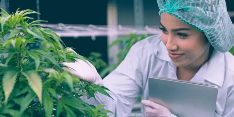 Leia mais sobre o artigo Existe diferença entre cannabis indica e sativa para uso medicinal?