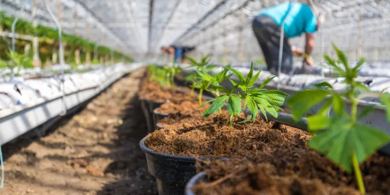 Leia mais sobre o artigo A Cannabis no tratamento para Epilepsia infantil