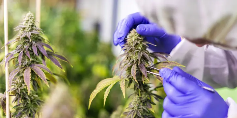 Leia mais sobre o artigo Nova lei de pesquisas pode ajudar cannabis medicinal no Brasil
