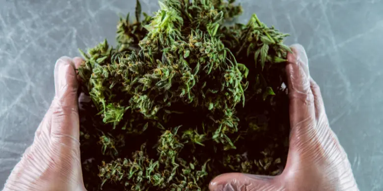 Leia mais sobre o artigo O que é o CBG da cannabis?