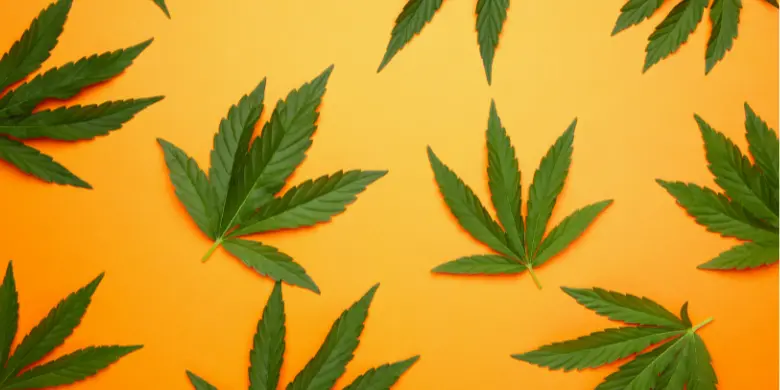 Leia mais sobre o artigo A regulamentação da cannabis no Brasil e no mundo