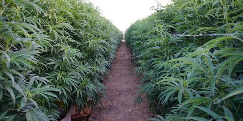 Leia mais sobre o artigo O futuro da indústria da Cannabis no Brasil