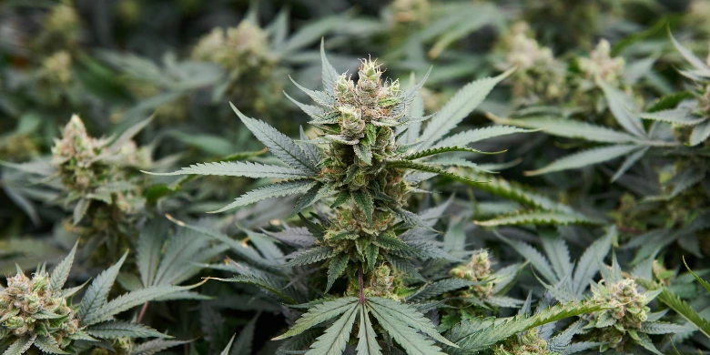 Leia mais sobre o artigo O que falta para a regulamentação da cannabis no Brasil?