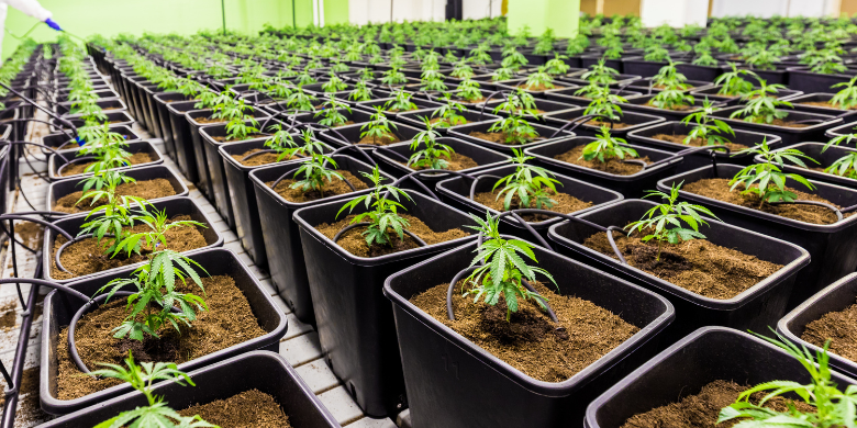 Leia mais sobre o artigo Mercado de cannabis medicinal no Brasil e em Santa Catarina